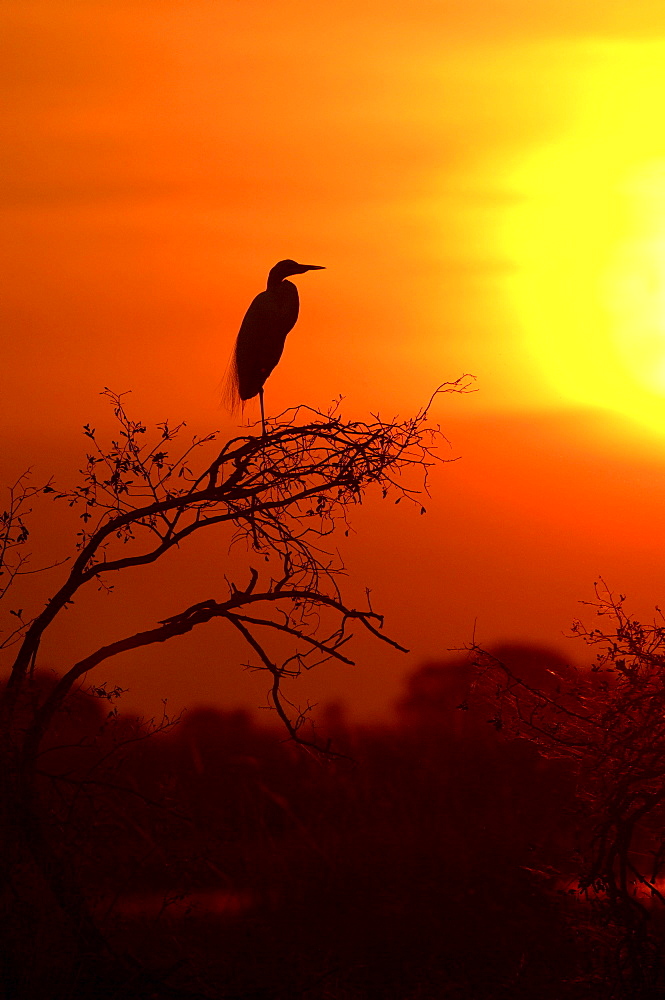 Great white egret. Egretta alba. Silhouette at sunset. Chobe, botswana