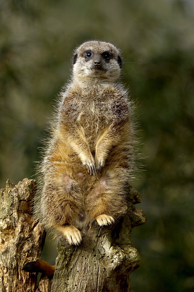 Meerkat (suricata suricatta) native of southern africa (captive bristol zoo)