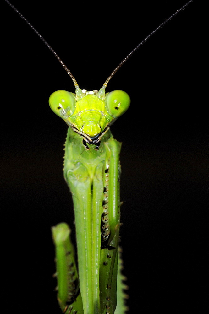 Praying mantis (stagmatoptera binotata) close-up of head, iwokrama rainforest, guyana  