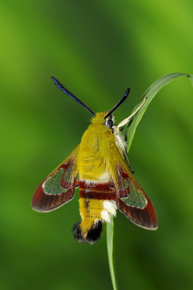 Broad-bordered bee hawkmoth (hemaris fuciformis) adult resting on blade of grass, oxfordshire, uk