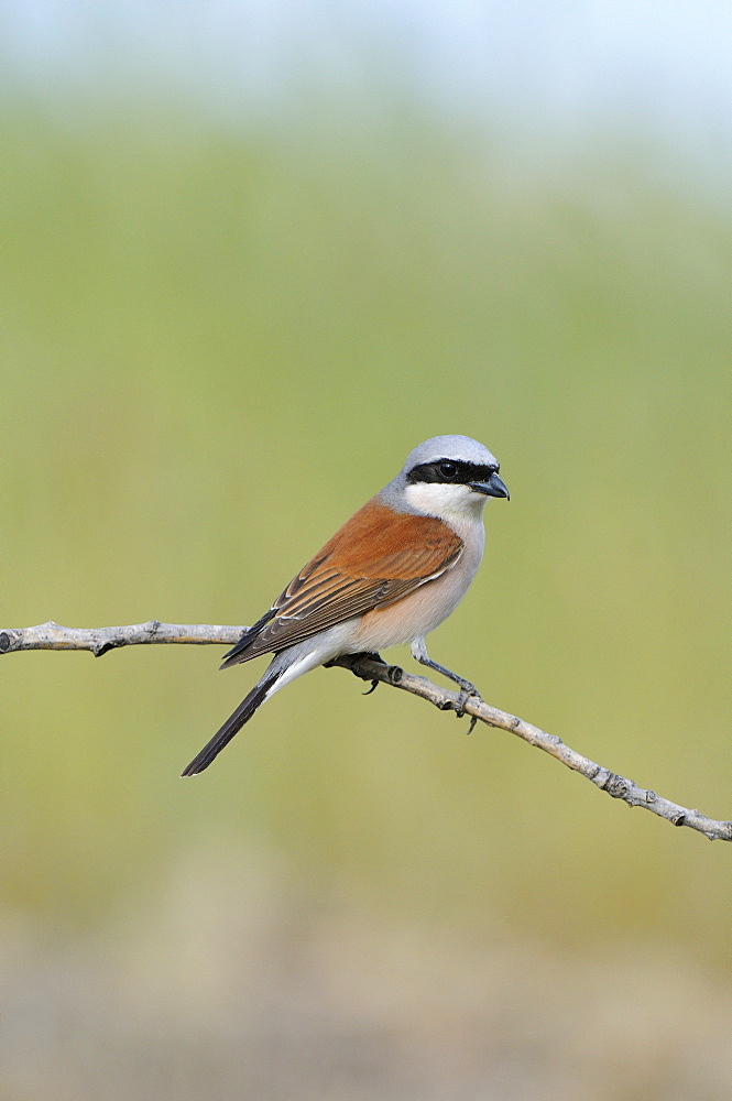 Red-backed Shrike (Lanius collurio) male perched on twig, Bulgaria