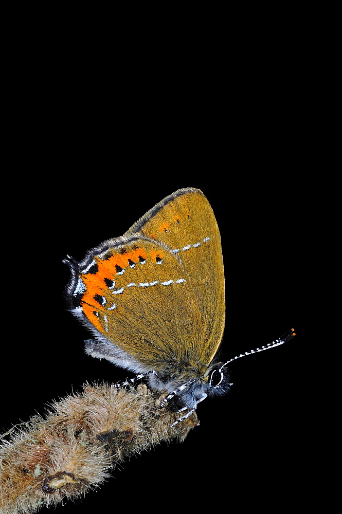 Black hairstreak butterfly (satyrium pruni) adult at rest on twig, uk  