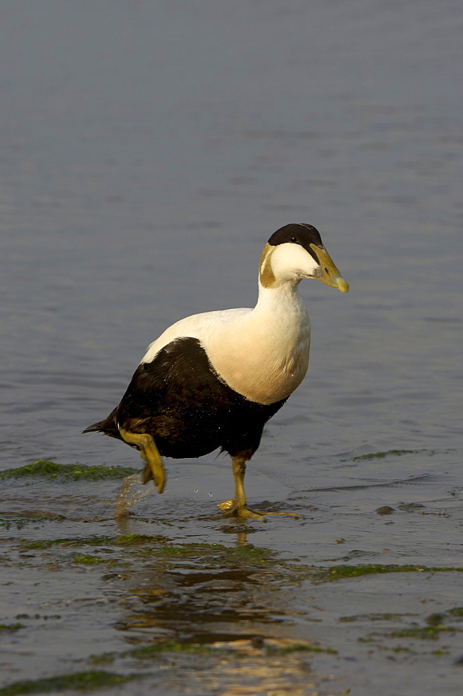 Eider duck (somateria molissima), northumberland, uk, drake walking.