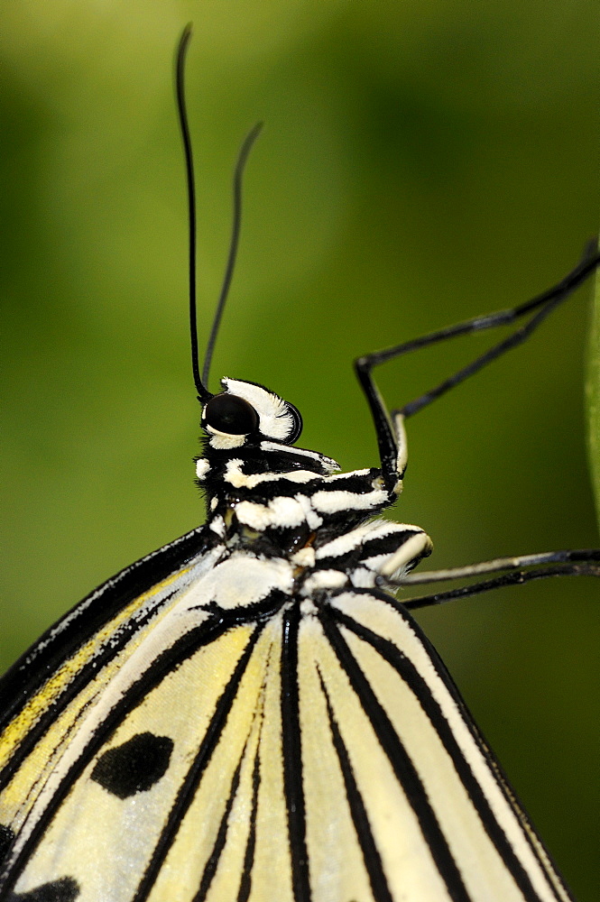 Rice paper butterfly or tree nymph (idea leuconoe) native to south east asia