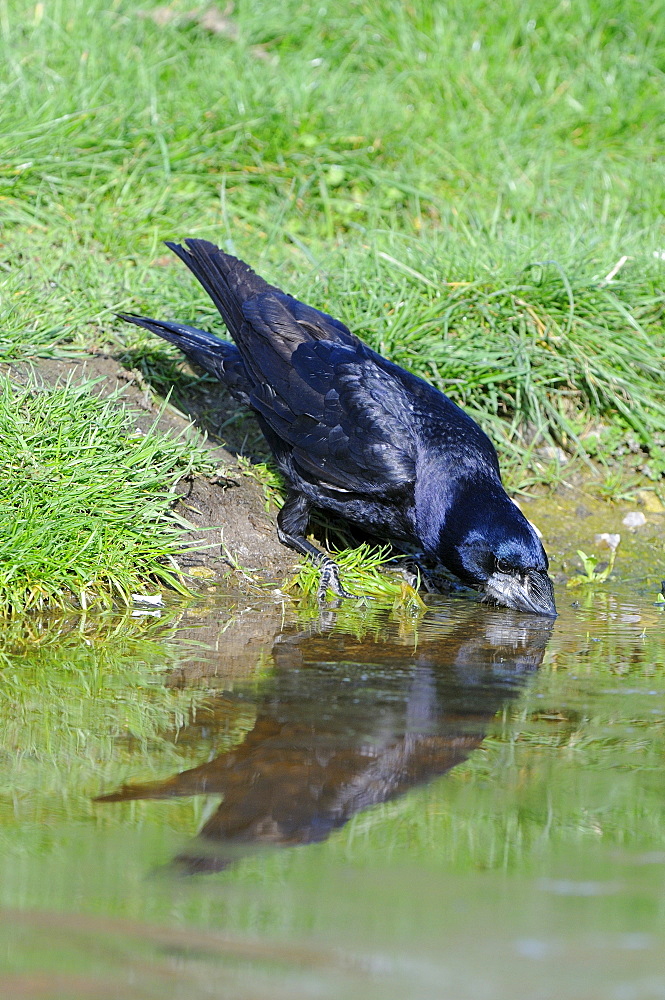 Rook (corvus frugilegus) drinking, oxfordshire, uk