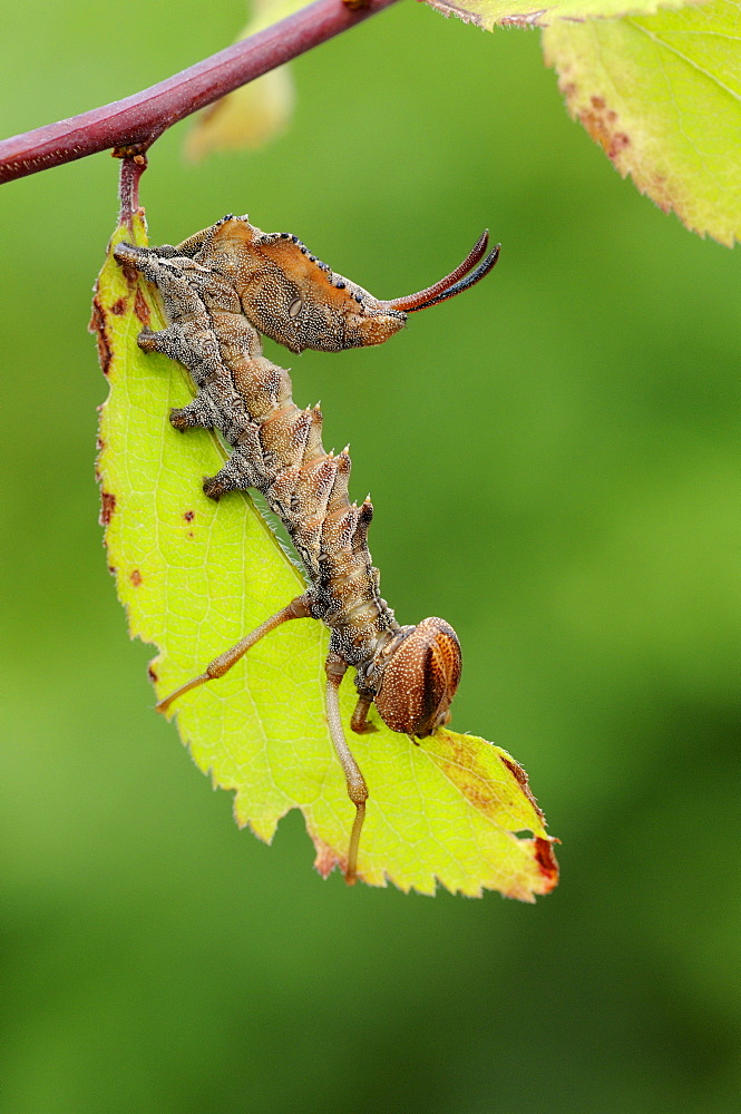 Lobster moth (stauropus fagi) larva feeding on blackthorn leaf, oxfordshire, uk  