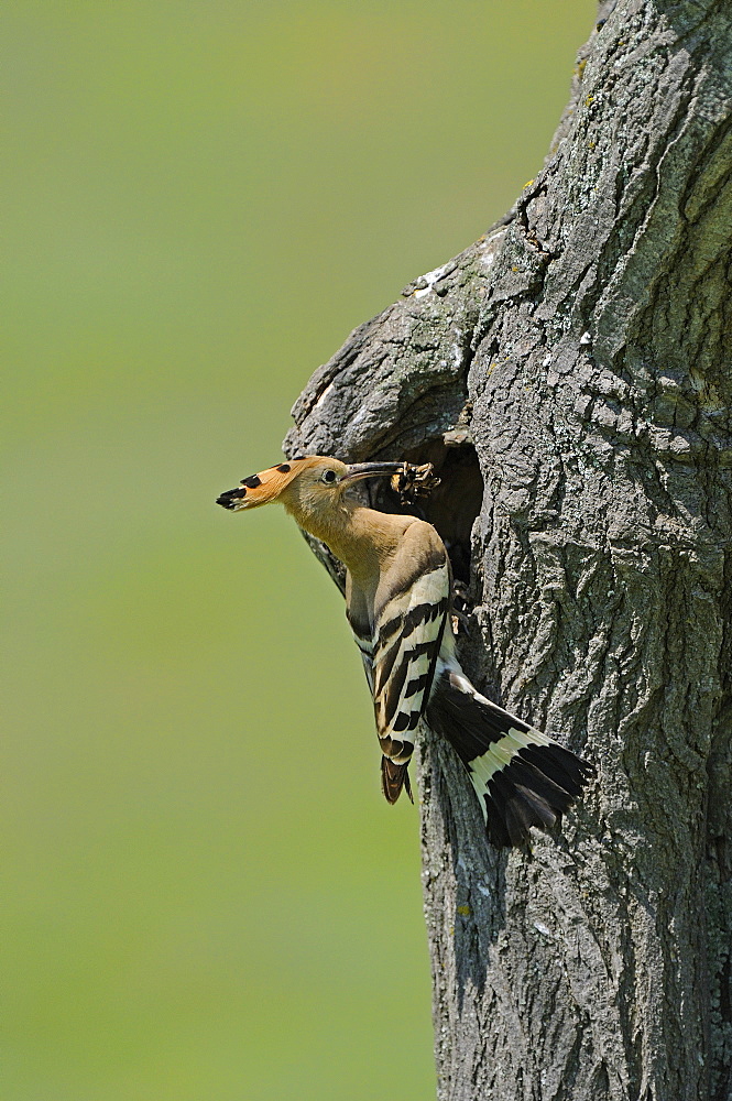 European Hoopoe (Upupa epops) perched at entrance to nest with food, Bulgaria