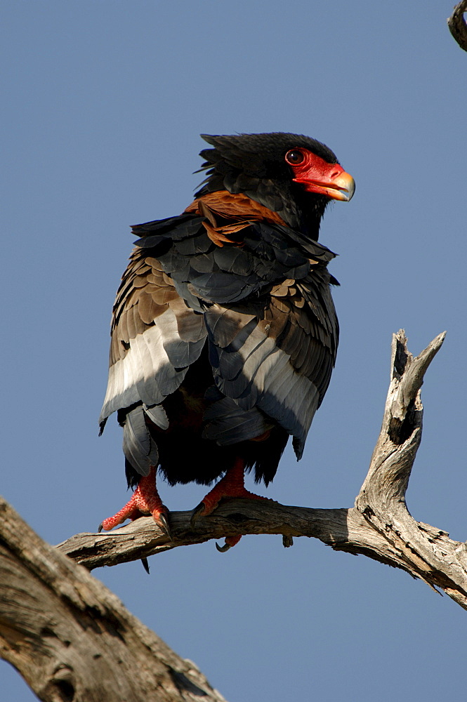 Bateleur eagle. Terathopius ecaudatus. Adult perched on branch, botswana