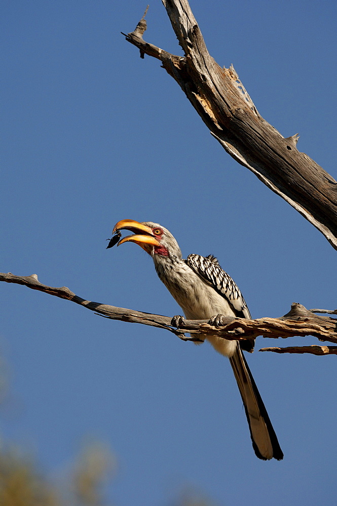 Southern yellow-billed hornbill. Tockus leucomelas. Eating a beetle. Botswana