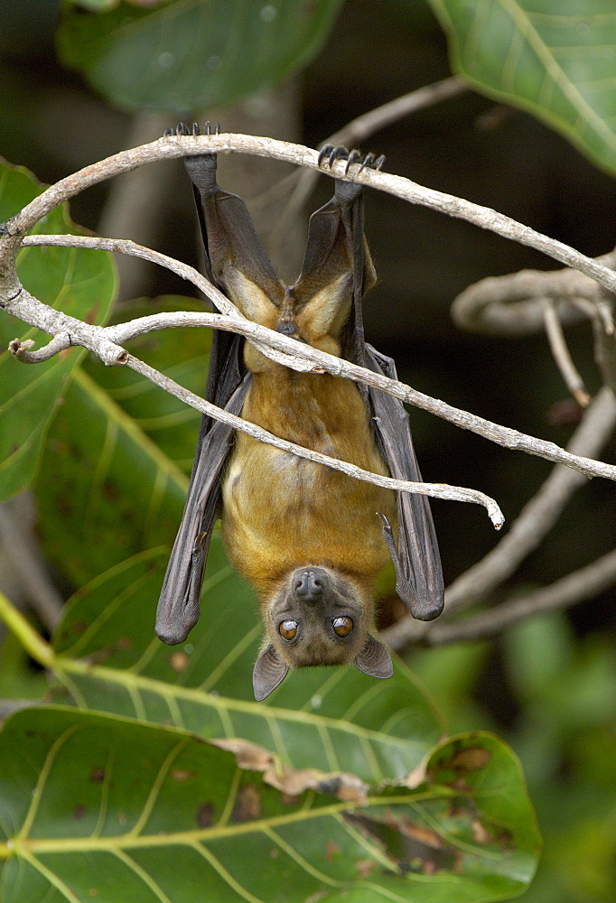 Straw-coloured fruit bat (eidolon helvum) kasanka  park, zambia, roosting.