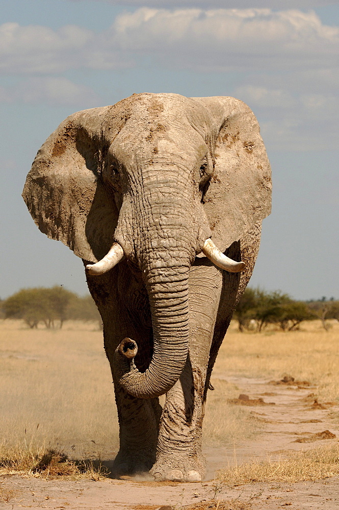 African elephants. Loxodonta africana. Nxai pan, botswana