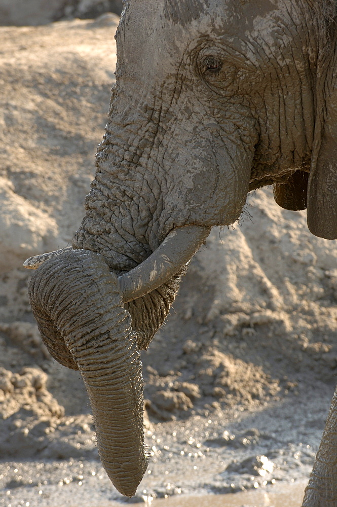 African elephants. Loxodonta africana. Holding muddy trunk on tusk. Botswana