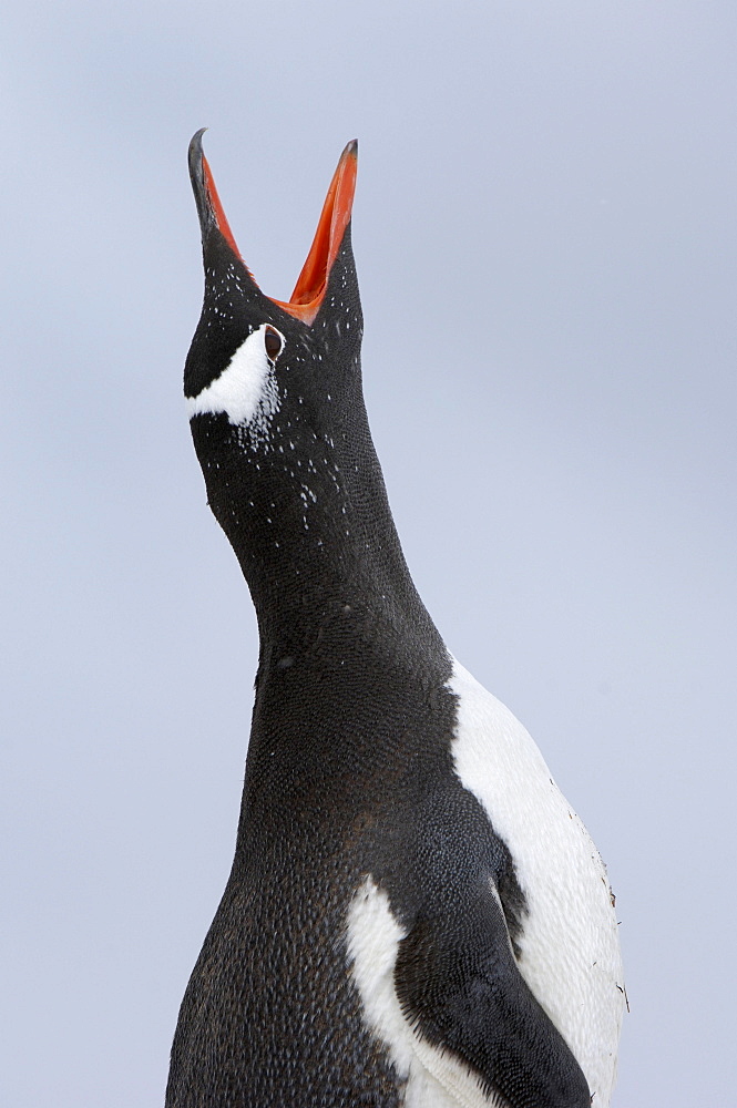 Gentoo penguin (pygoscelis papua) ocean harbour, south georgia, calling, head pointed skywards.