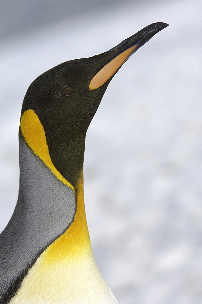 King penguin (aptenodytes patagonicus) right whale bay, south georgia, close-up of head and neck