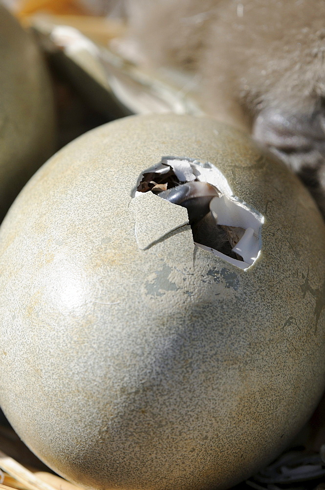 Mute swan (cygnus olor) egg about to hatch, abbotsbury, uk