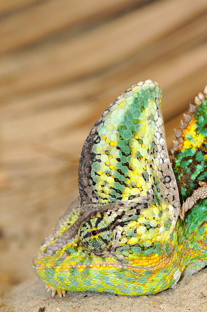 Veiled chameleon (chamaeleo calyptratus) close-up, ground dwelling desert chameleon native to yemen