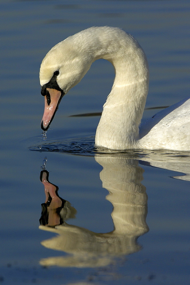 Cygnus. reflection of and. Richmond, uk