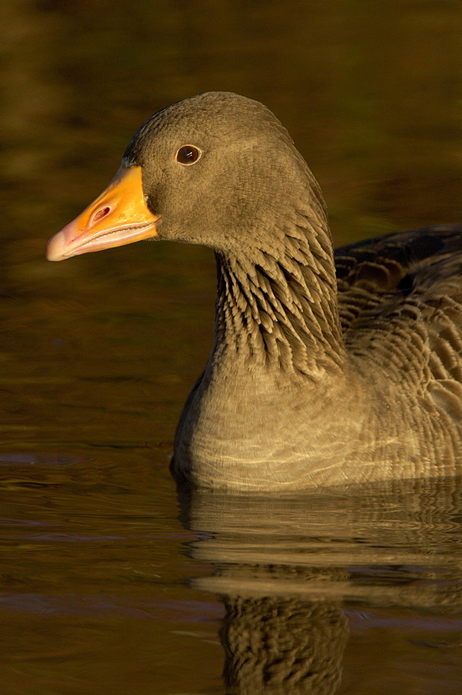 Greylag goose. Anser anser. Close-up of and, uk