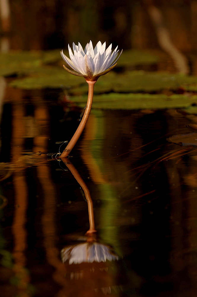 Water lily. Okavango river, botswana