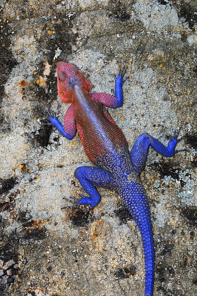 Rock agama (agama agama) male in breeding colour, at rest on tree trunk, masai mara, kenya  