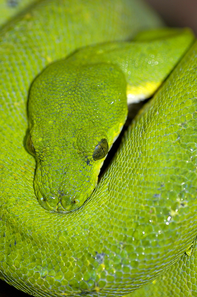 Green tree python (morelia viridis) native of papua new guinea, indonesia and autralia (captive bristol zoo).