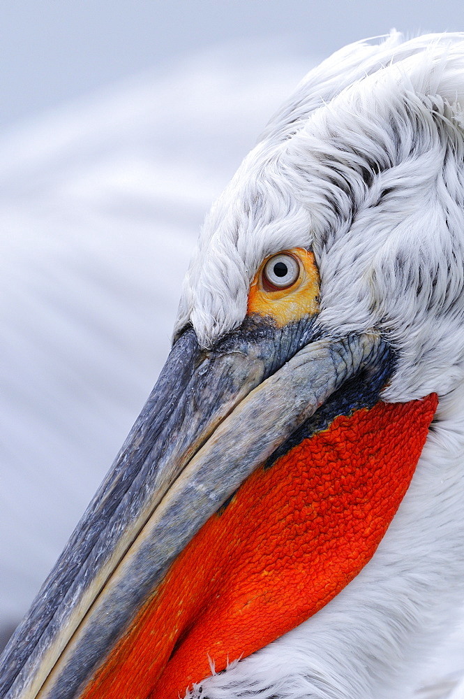 Dalmatian pelican (pelecanus crispus) portrait of adult in breeding plumage, lake kerkini, greece  