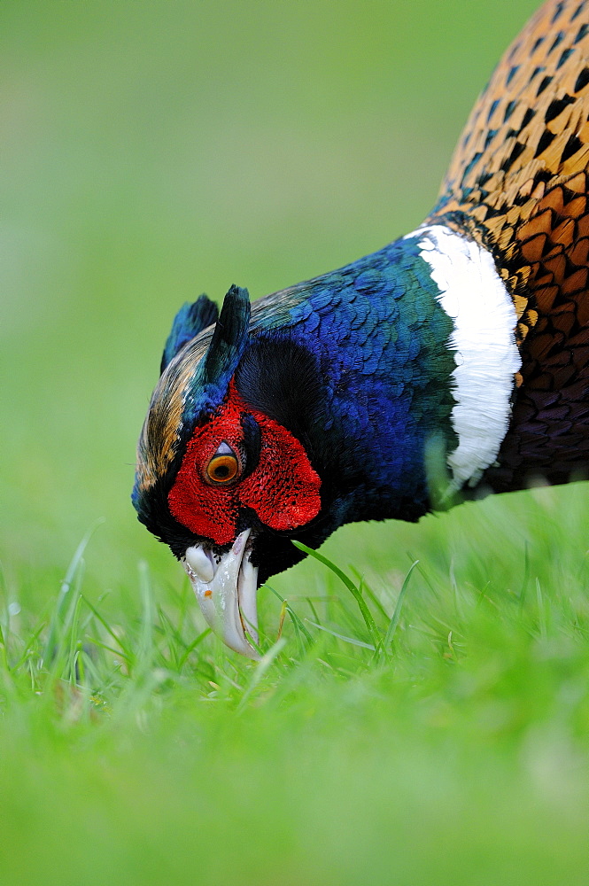 Common or ring-necked pheasant (phasianus colchicus) male looking for food amongst grass, oxfordshire, uk  