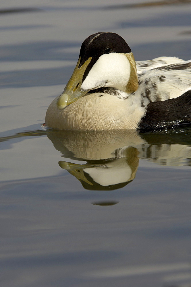 Eider duck (somateria molissima), northumberland, uk, drake close, up in water.