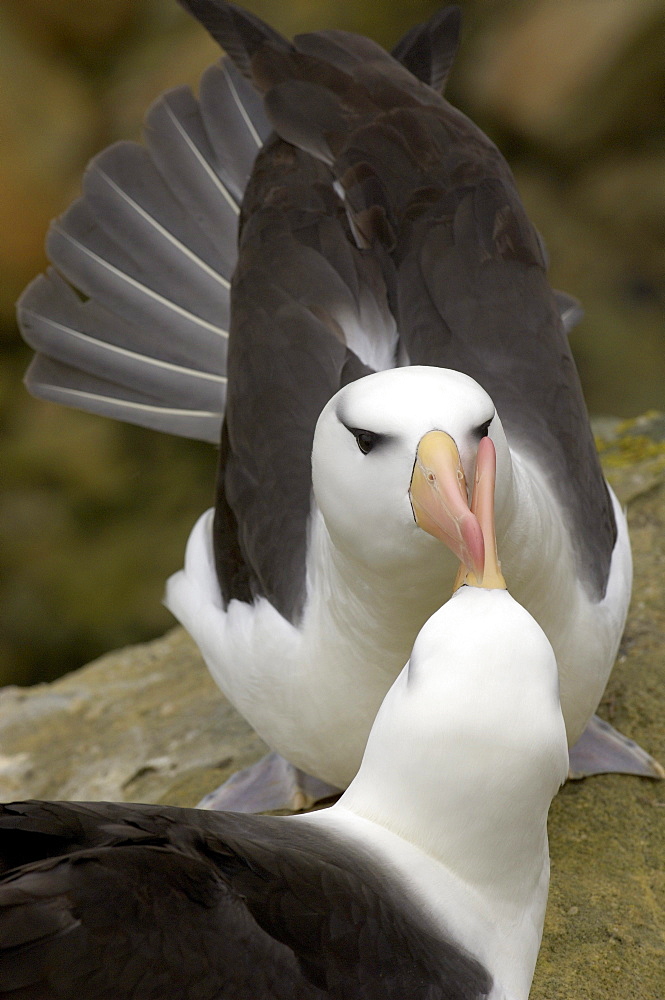 Black-browed albatross (diomedea melanophris) falkland islands, pair in courtship display.