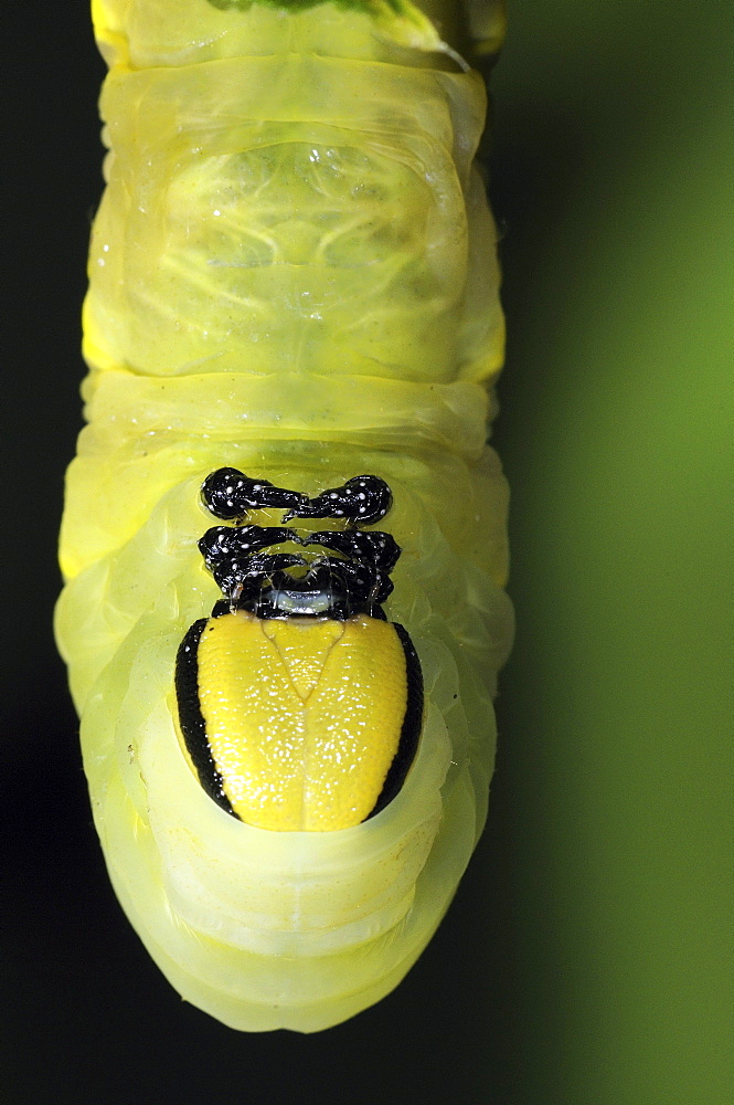 Deaths-head hawkmoth (acherontia atropos) larva or caterpillar, close-up of head showing mouthparts