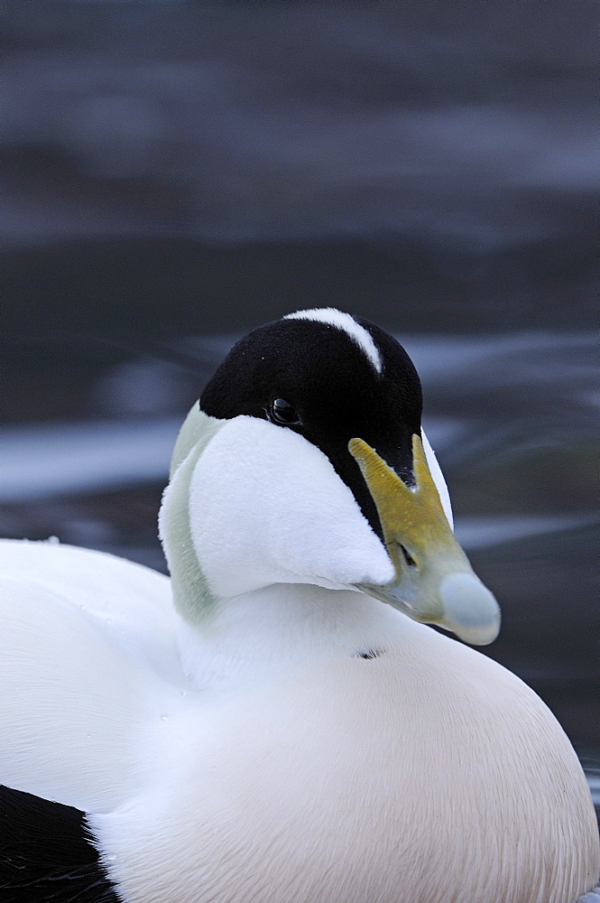 Eider (somateria mollissima) portarit of male, norway  