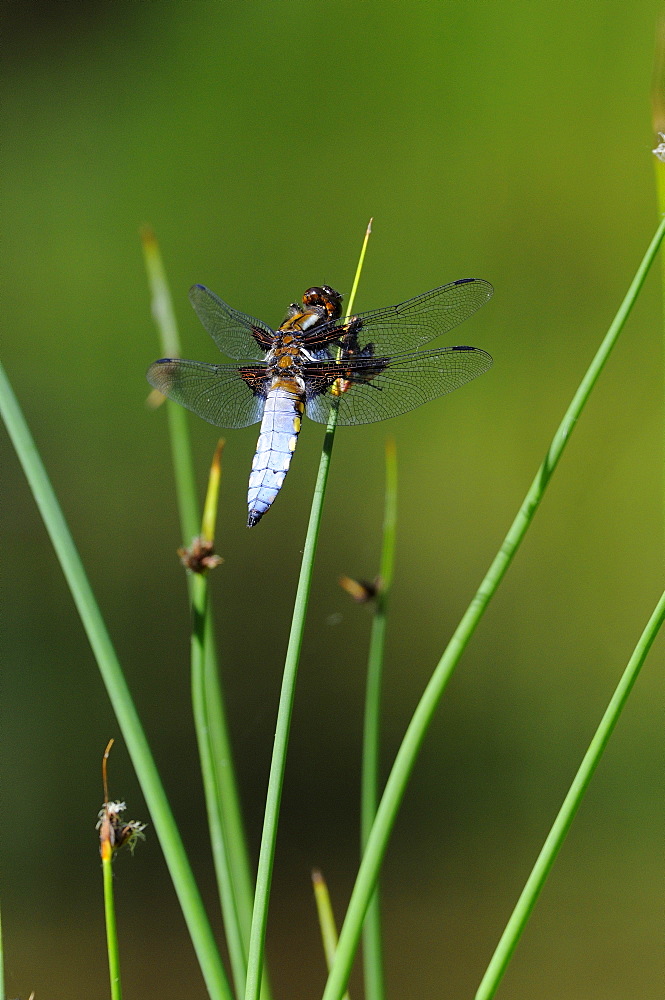 Broad-bodied chaser dragonfly (libellula depressa) male at rest on reed stem, oxfordshire, uk