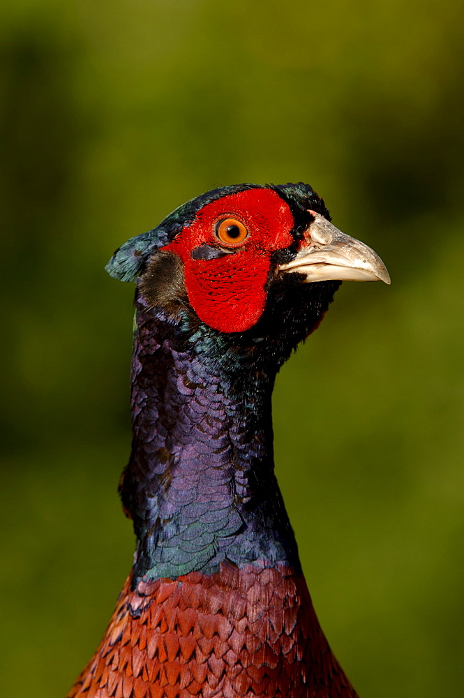 Pheasant (phasianus colchicus) close, up of head and neck, oxfordshire, uk