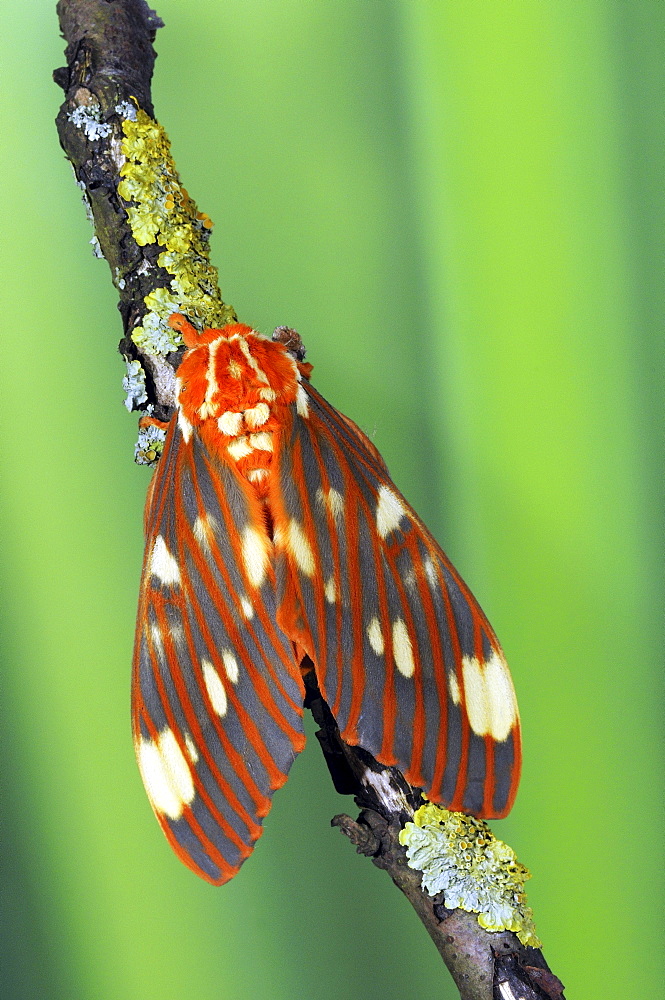 Regal silkmoth (citheronia regalis) also known as the royal walnut moth or hickory horned devil, native to north america, resting on a twig, one of the most beautiful moths in the world