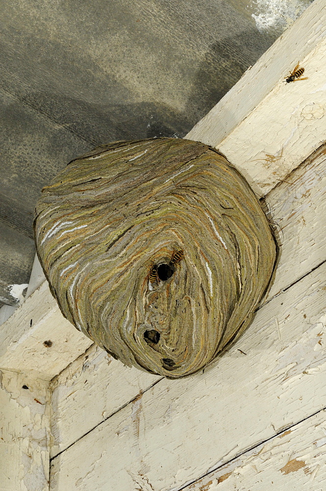 Common wasp (vespula vulgaris) nest hanging on roof of outbuilding, oxfordshire, uk