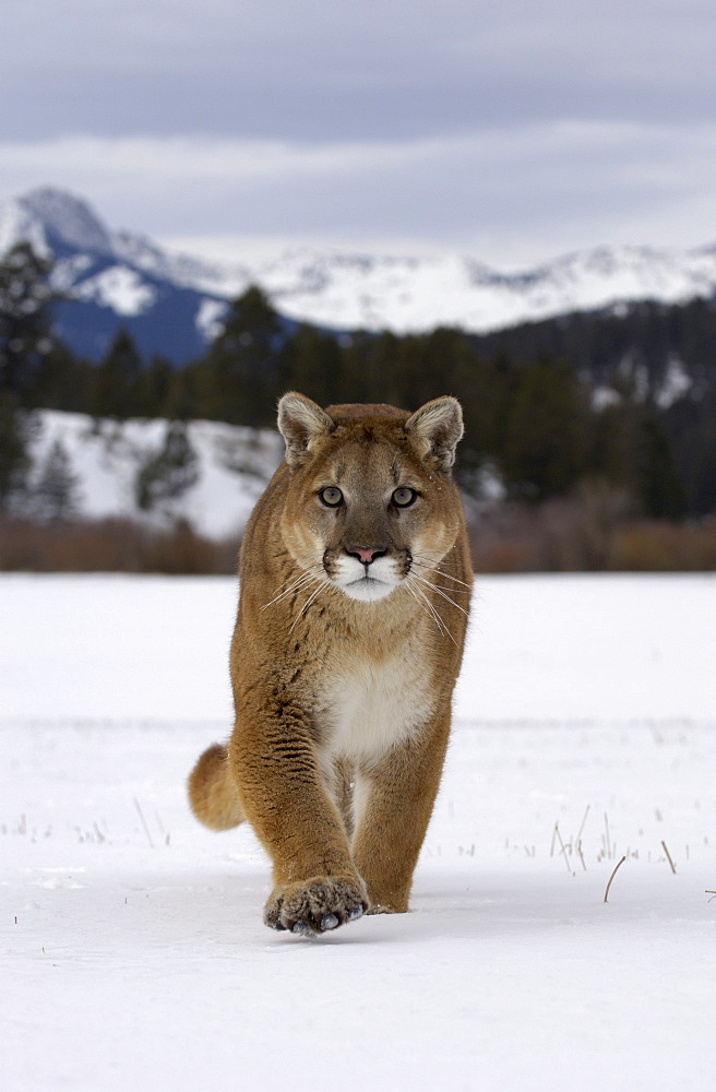 Puma or mountain lion (felis concolor), walking in snow, captive.