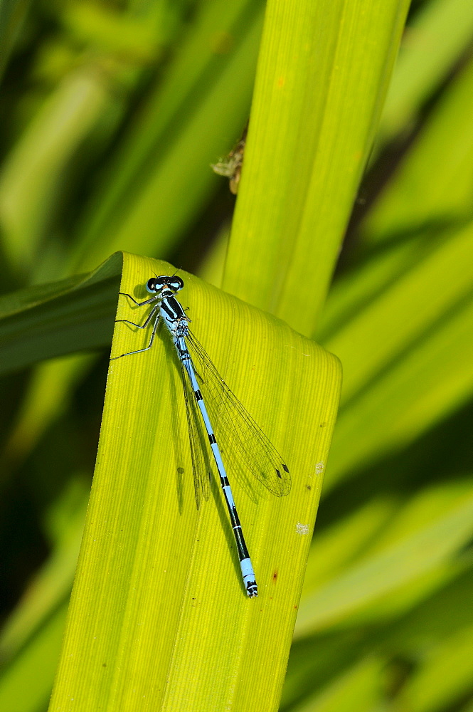 Azure damselfly (coenagrion puella) male at rest on vegetation, kent, uk  