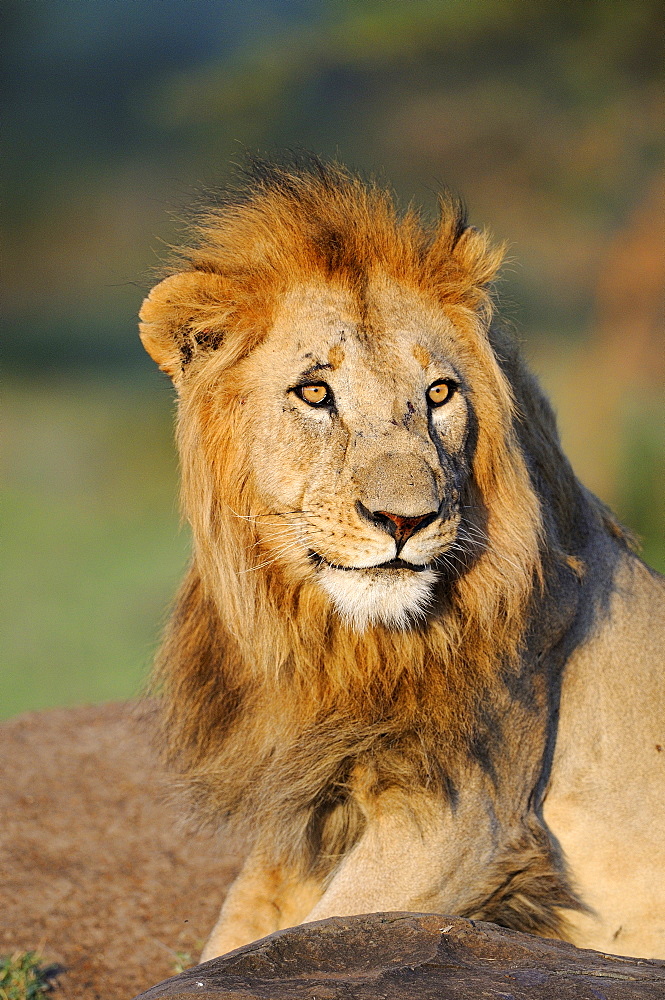 Lion (panthera leo) male looking alert, masai mara, kenya  