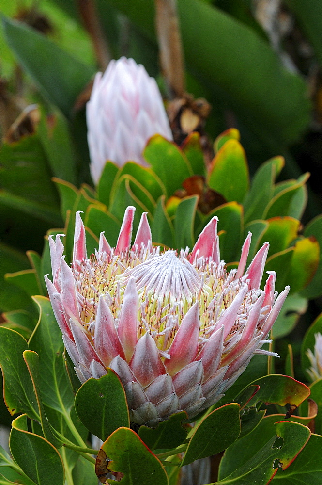 Giant protea flower (protea sp.) western cape, south africa