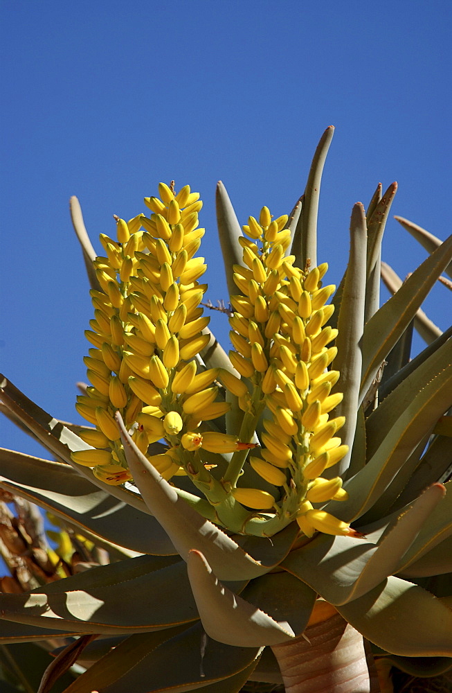 Quiver tree or kokerboom (aloe dichotoma) showing flowers, namibia.