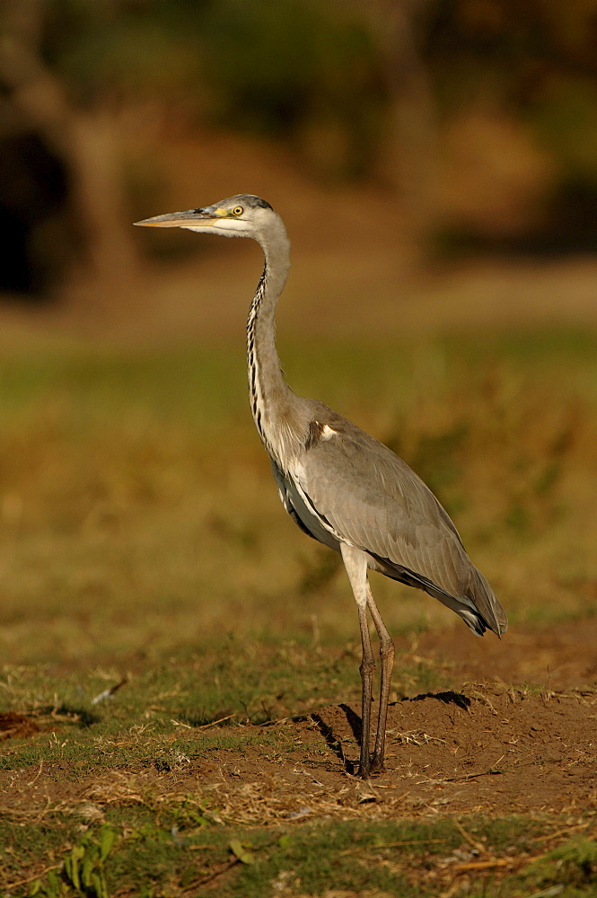 Grey heron. Ardea cinerea. Chobe river, botswana