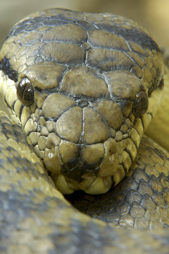 New guinea, amethystine python, (morelia amethystina) captive bristol zoo