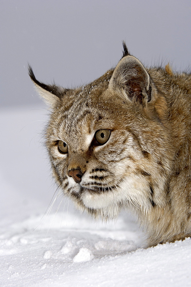 Close, up of a north american bobcat (lynx rufus), captive.