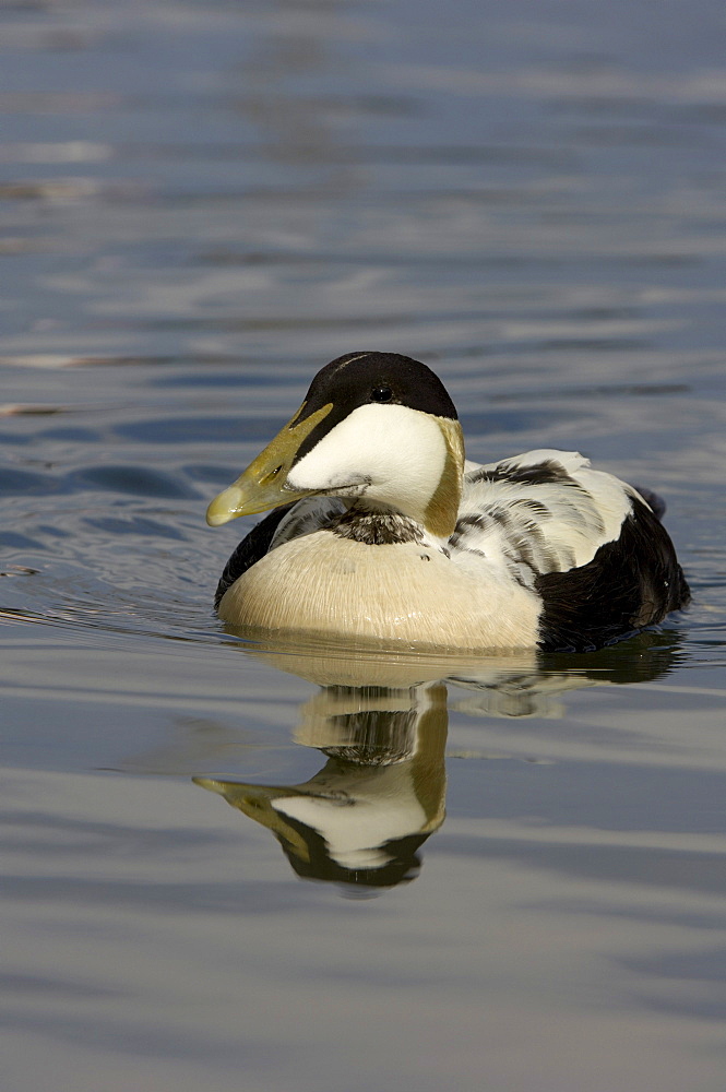 Eider duck (somateria molissima), northumberland, uk, drake swimming.