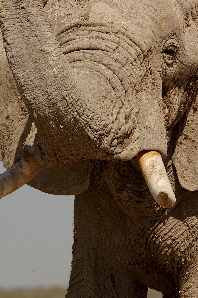 African elephants. Loxodonta africana. Close-up. Nxai pan, botswana