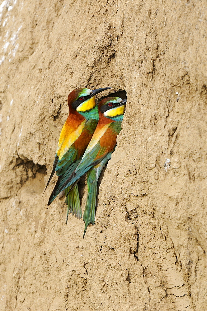 European Bee-eater (Merops apiaster) pair perched on sand bank at nest hole, Bulgaria