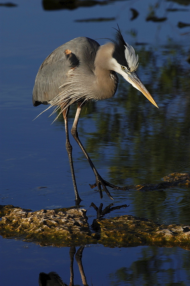 Great blue heron. Ardea herodias. Florida, usa