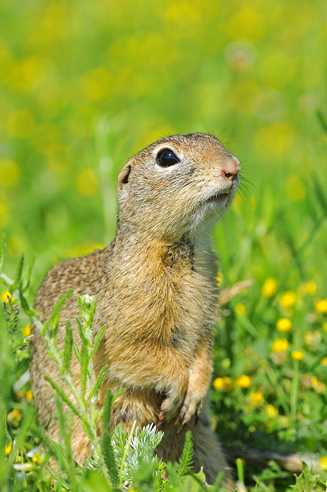 European Souslik (Spermophylus citellus) sat on haunches looking inquisitive, Bulgaria