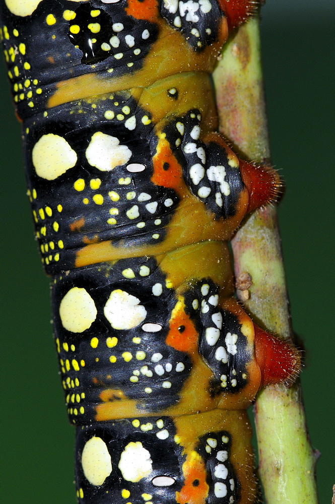 Spurge Hawkmoth (Hyles euphorbiae) close-up of final instar fully grown larva showing pattern and colors