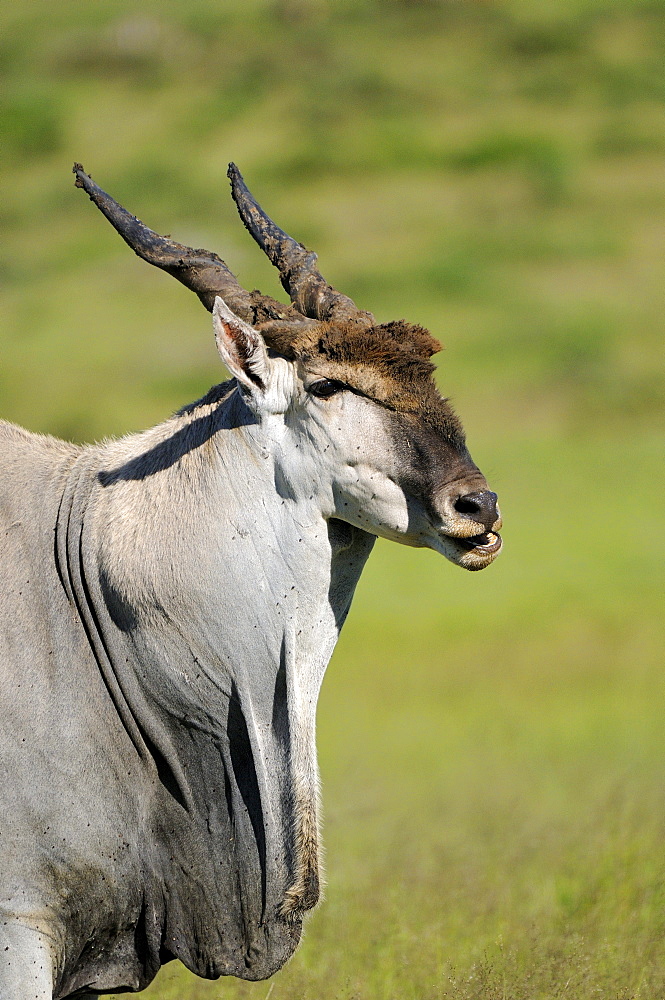 Eland (taurotragus oryx) bull, showing dewlap, eastern cape, south africa